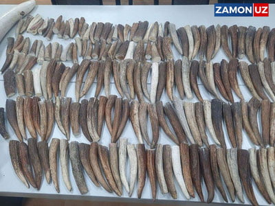 Қўшни давлатдан 180 дона буғу шохларини ноқонуний олиб ўтишга уринилган