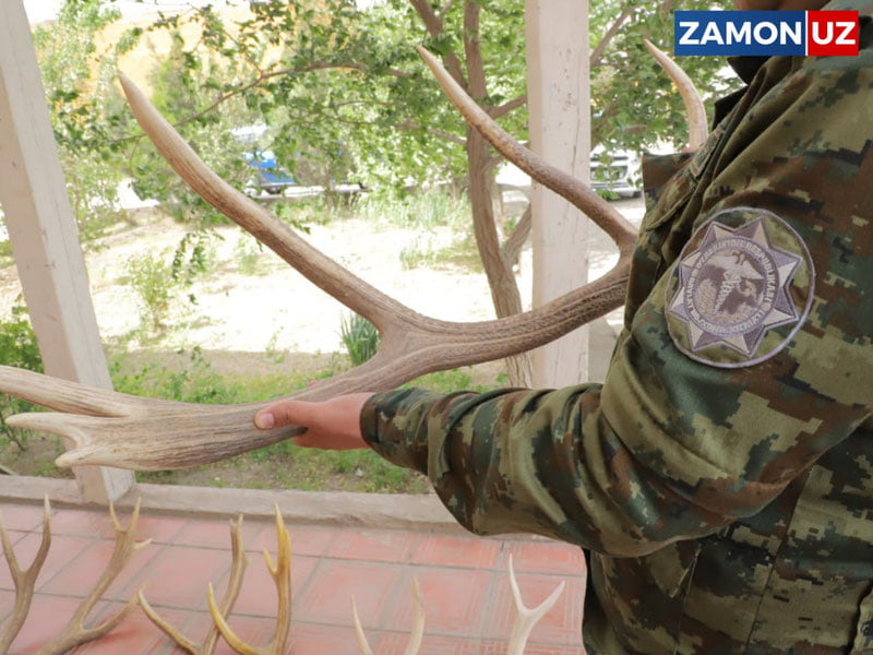 Хоразмда ноёб ҳайвонлар шохлари ушлаб қолинди