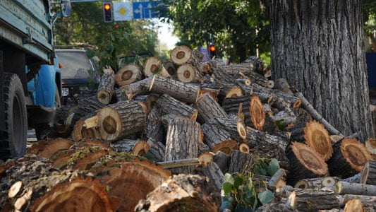 "Дарахтларга шикаст етказиб, нобуд қилиб бўлинганидан кейингина чора кўрилмоқда" — Танзила Нарбаева