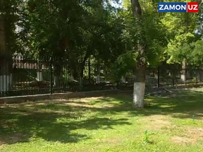 Дарахтларни буталашга рухсат берган шахс салкам 35 миллионга "тушди"