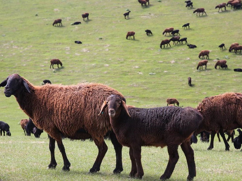 Ҳайвонлар орқали таҳдидга қачон барҳам берилади?