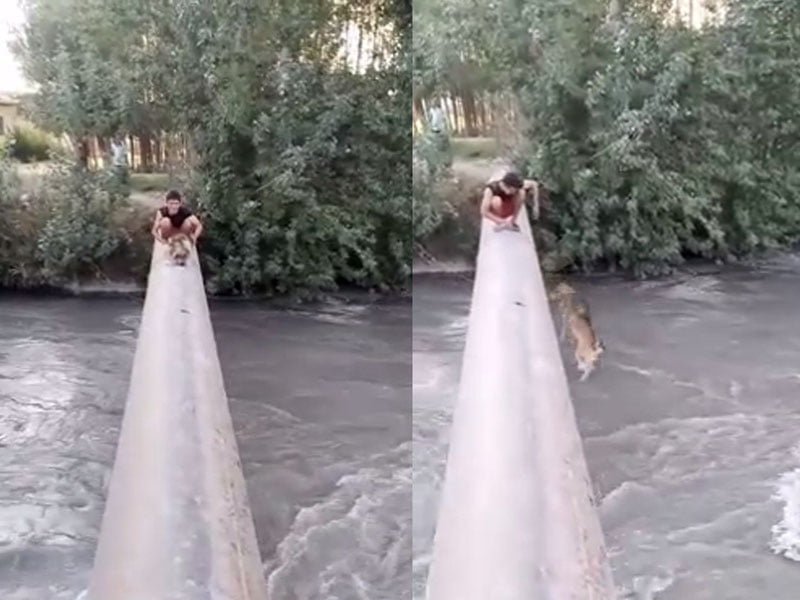 Итни сувга улоқтирган ва шу жараённи видеотасвирга олганлар ушланди