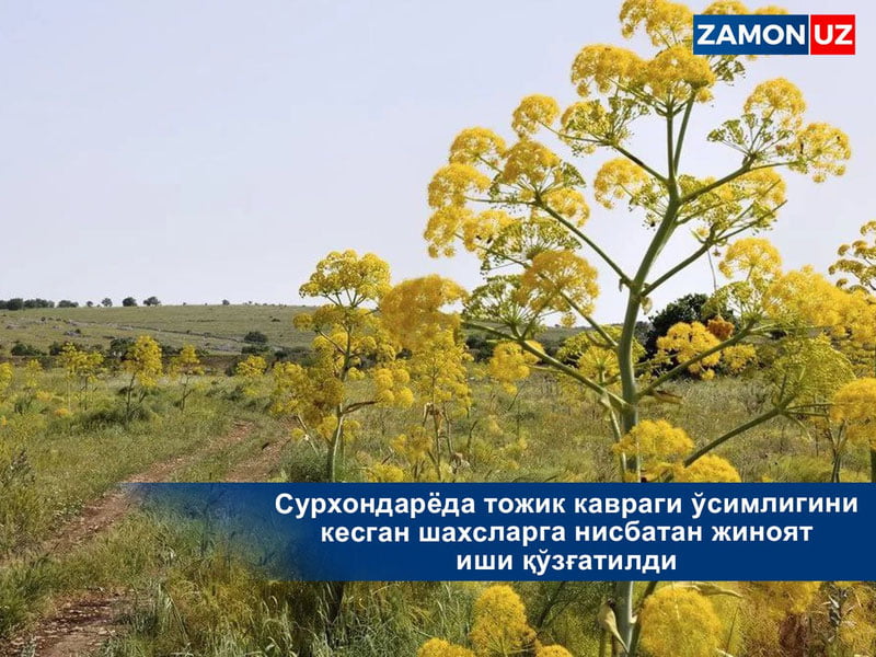 Сурхондарёда тожик кавраги ўсимлигини кесган шахсларга нисбатан жиноят иши қўзғатилди