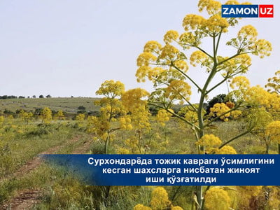 Сурхондарёда тожик кавраги ўсимлигини кесган шахсларга нисбатан жиноят иши қўзғатилди