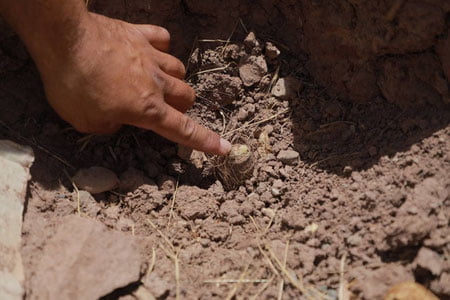 Сурхондарёда икки мингдан ортиқ тожик каврагига шикаст етказилди