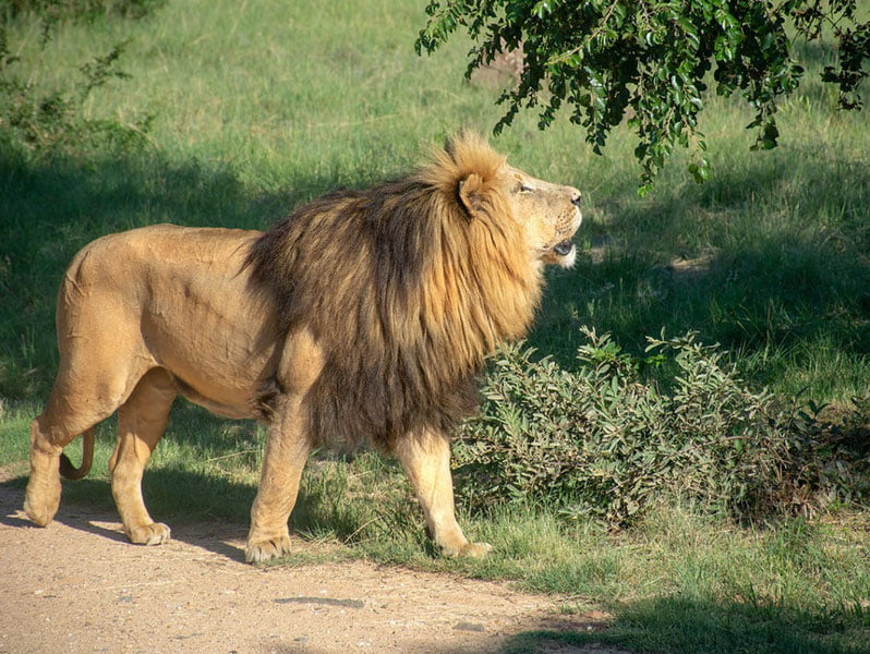 Ёввойи ҳайвонларни уйда сақлаш тақиқланмоқда
