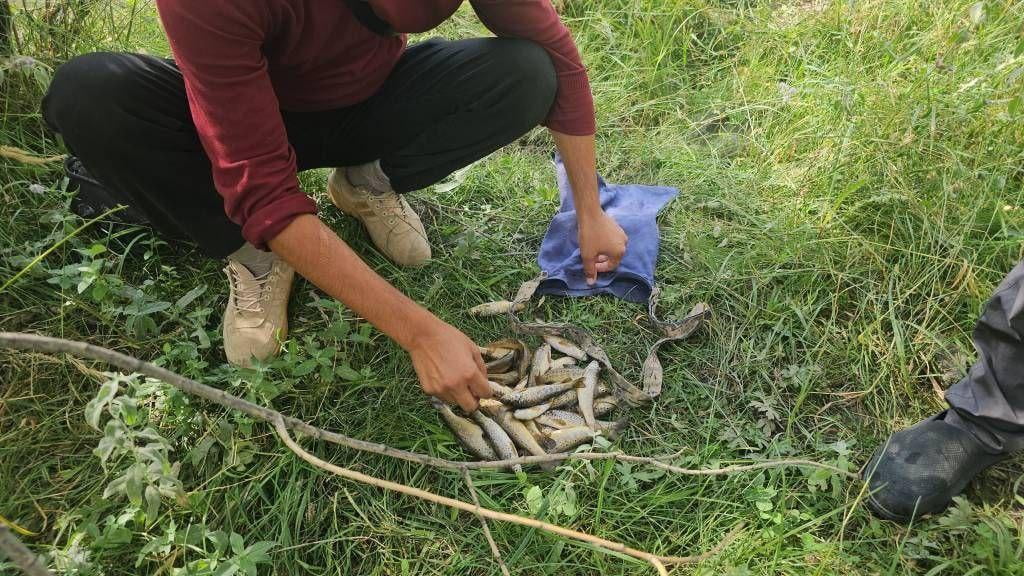 Қашқадарёда 27 дона Амударё гулбалиқлари ноқонуний овланди