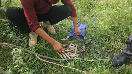 Қашқадарёда 27 дона Амударё гулбалиқлари ноқонуний овланди
