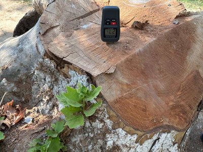 Сирдарёдаги мебель корхонаси раҳбари Тошкентдаги чинор дарахтларини кестиргани маълум бўлди