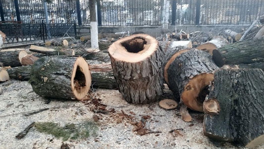 Ўзбекистонда 2023 йилда дарахт кесиш билан боғлиқ 3,6 млрд сўмлик ҳуқуқбузарликлар аниқланди