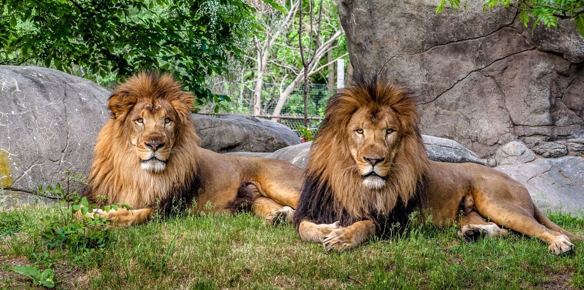 Японияда икки шер коронавирусдан ҳалок бўлди