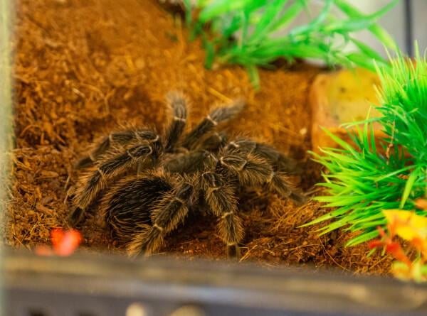 Заҳарли ўргимчак ноқонуний “саёҳат қилди”