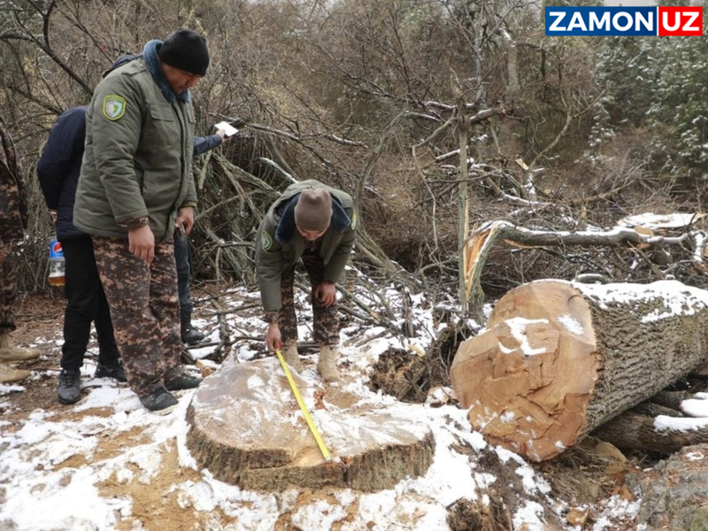 Surxondaryoda salkam 60 ta daraxt kesib ketildi