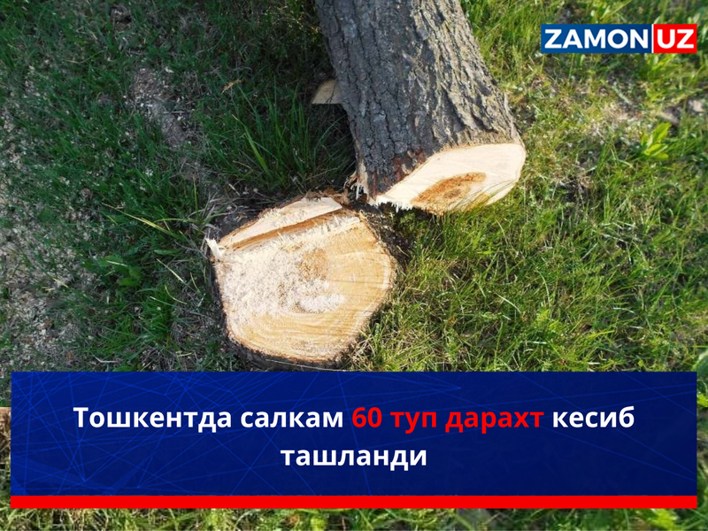 Тошкентда салкам 60 туп дарахт кесиб ташланди