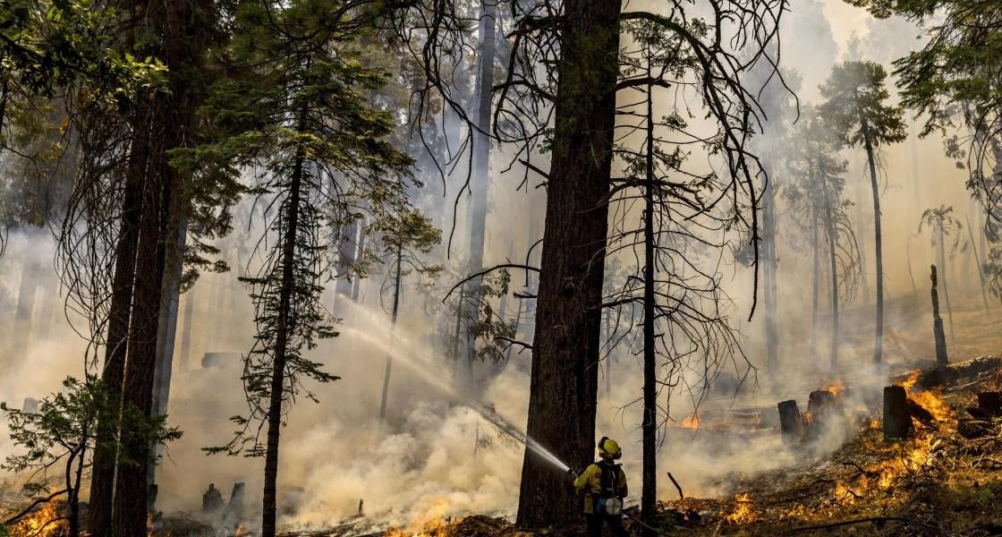 Gretsiyada o‘rmon yong‘ini 150 ming gektar maydonni yo‘q qildi