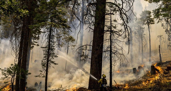 Gretsiyada o‘rmon yong‘ini 150 ming gektar maydonni yo‘q qildi