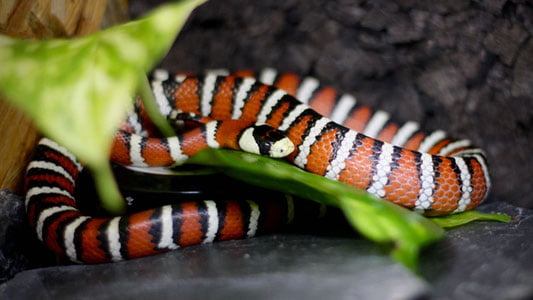 Хитойда 15 та илонни олиб ўтмоқчи бўлган сайёҳ қўлга олинди