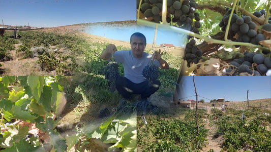 Натижа берган қўрқув, нобуд бўлган кўчатлар ва чув туширишга бўлган уриниш