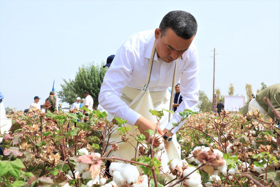 Сурхондарё ҳокими пахта далаларида