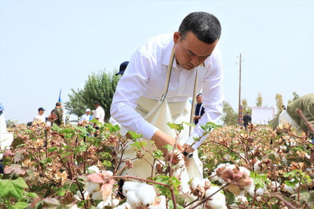 Сурхондарё ҳокими пахта далаларида