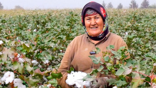 Момогул Маматқулова кунига 200 кг пахта термоқда