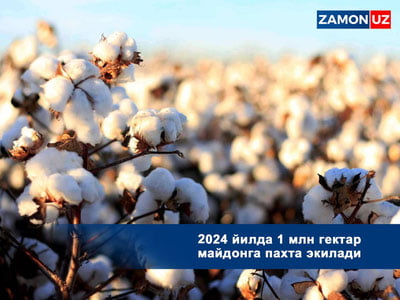 2024 йилда 1 млн гектар майдонга пахта экилади