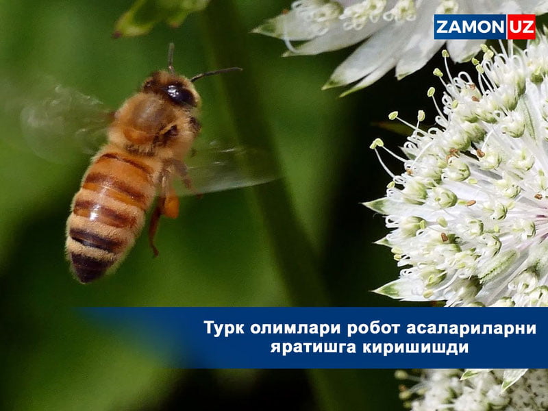 Турк олимлари робот асалариларни яратишга киришишди