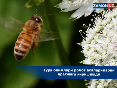 Турк олимлари робот асалариларни яратишга киришишди