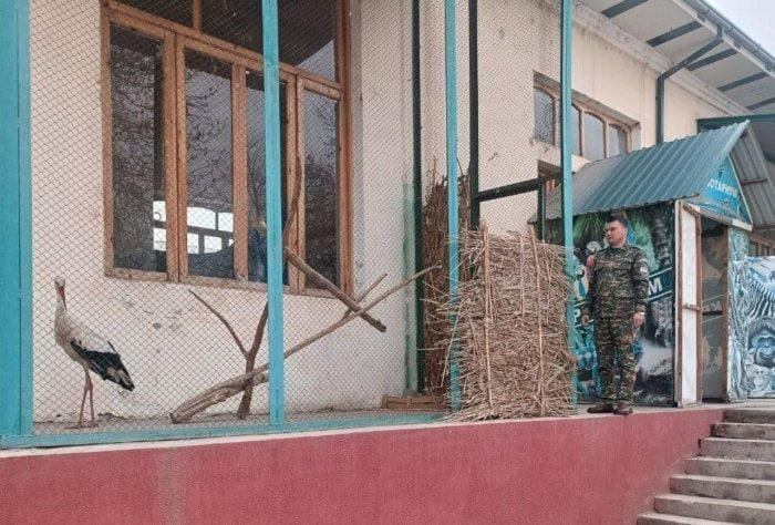 Қизил китобга киритилган Туркистон оқ лайлагига тиббий ёрдам кўрсатилмоқда