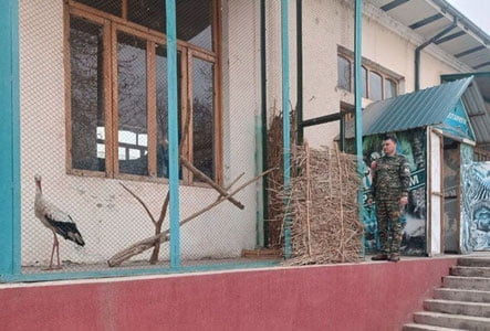 Қизил китобга киритилган Туркистон оқ лайлагига тиббий ёрдам кўрсатилмоқда