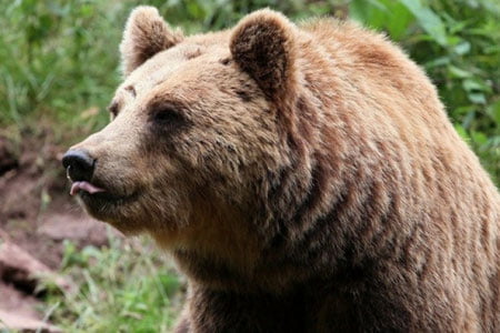 Зомин қўриқхонасидан айиқ қочиб кетганлиги айтилмоқда