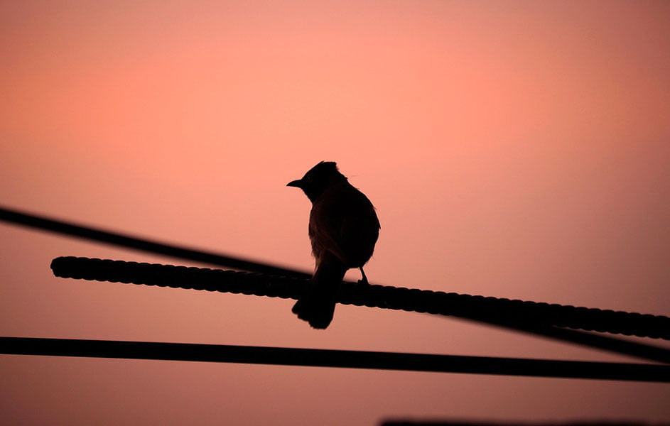 Россияда ўқилган Ҳайит намози, чиқиндихонада юз берган ёнғин ва арқонда рекорд ўрнатган спортчи