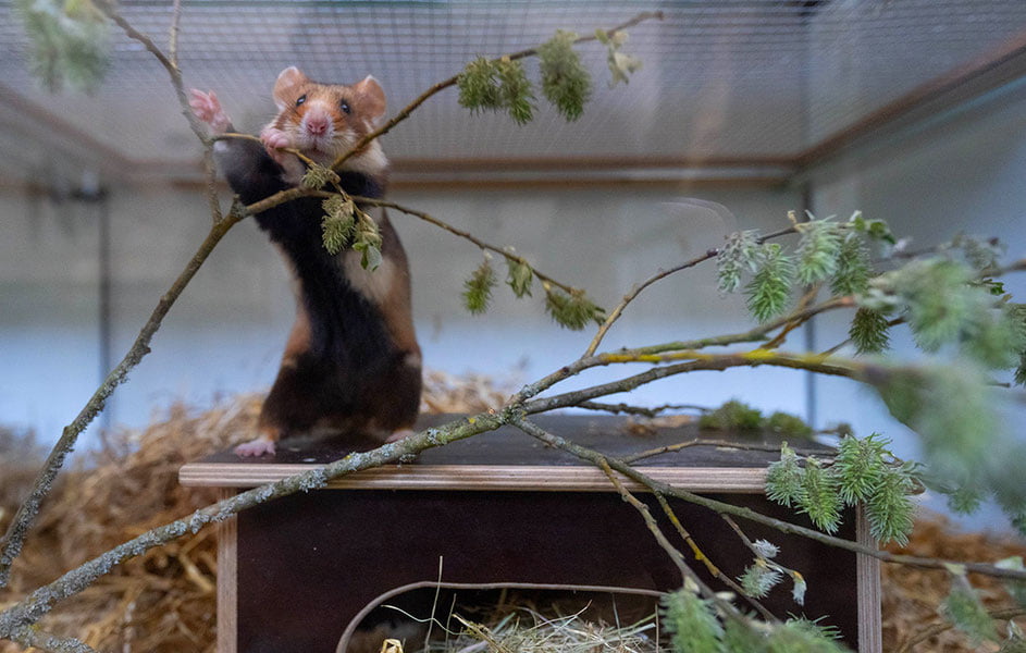 Россияда нишонланган Космонавтика куни, беш метрли улкан айиқ ва ҳаво шарлари фестивали