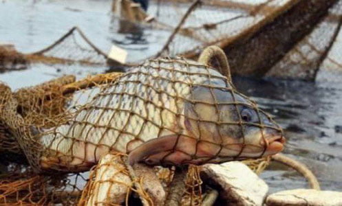 Энди электр токи билан балиқ овлаганлар жиноий жавобгарликка тортилиши мумкин