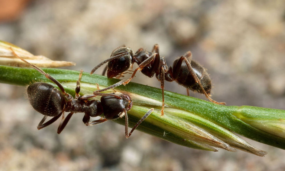 Олимлар чумолининг янги турини топишди