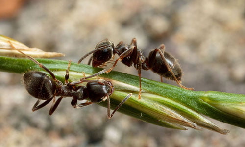Олимлар чумолининг янги турини топишди