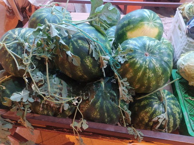 Qashqadaryoda tarvuz pishdi