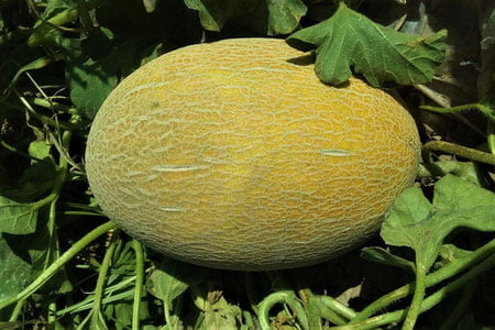 Сурхондарёда қовун пишди