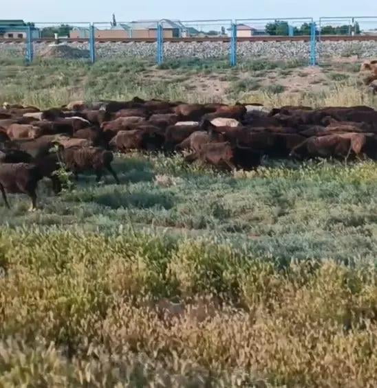 Қўйлари кўчатларни шикастлаган чўпон жаримага тортилди