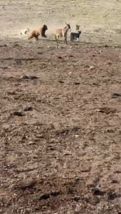 Қўнғир айиқлар чорвага ҳужум қилиб, 4 эчкини еб қўйди