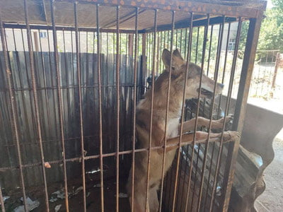 Denovdagi xonadonga bo‘ri kelib qoldi