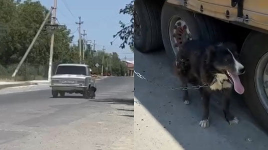 Самарқандлик йигит итни машинага боғлаб, судраб юрди