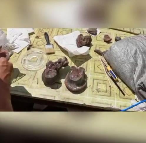 Qirg‘izistonda dinozavrlarning yangi turi qoldiqlari topildi