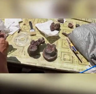 Qirg‘izistonda dinozavrlarning yangi turi qoldiqlari topildi