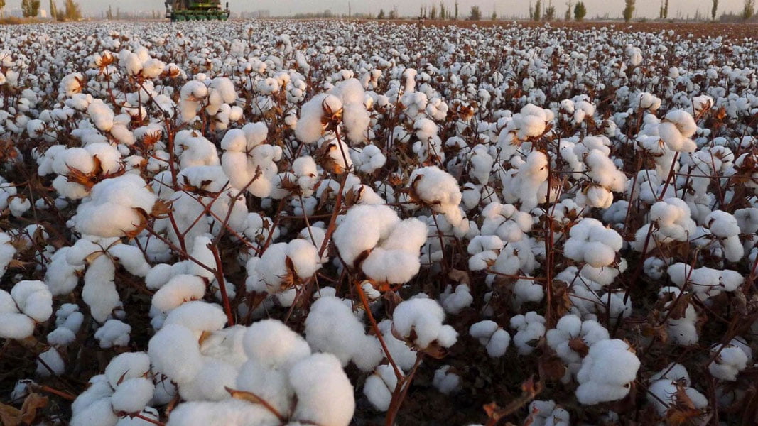 Сурхондарёнинг айрим туманларида пахта теримига старт берилди