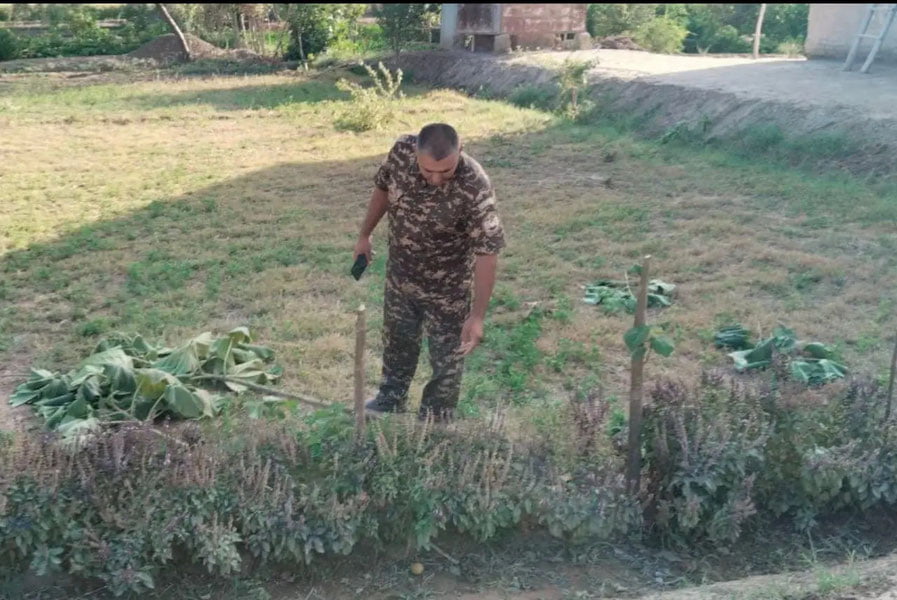 Xorazmda daraxt kesgan fuqaro 27 mln jarimaga tortildi