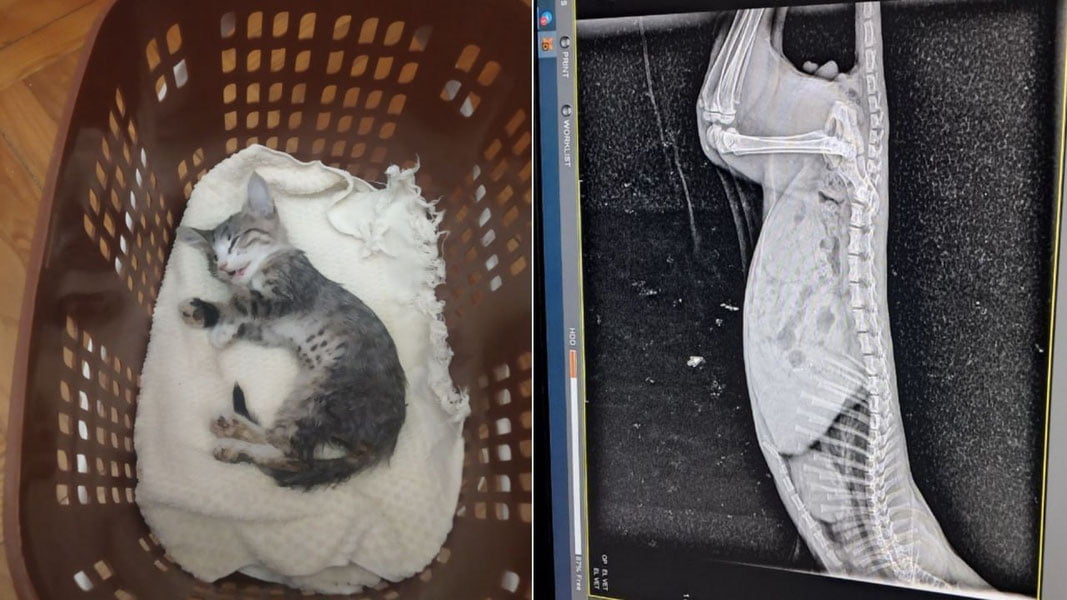 Toshkentda mushukni derazadan uloqtirgan o‘qituvchi jazolandi