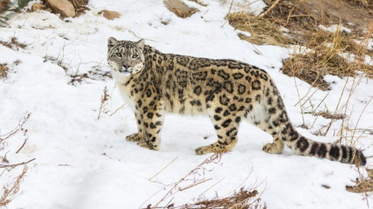 Фуқаролар сақлаши тақиқланган ёввойи ҳайвонлар рўйхати тасдиқланди