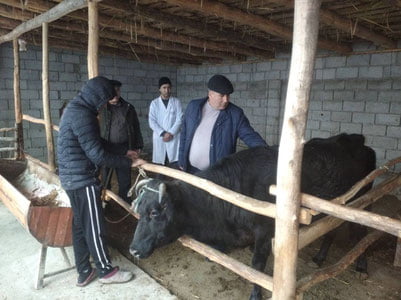 Farg‘onada qoramollar orasida kasallik tarqalgani aytildi