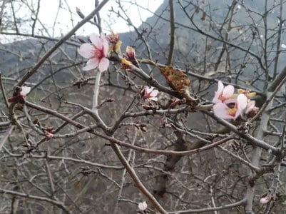 Сурхондарёда бодом гуллади